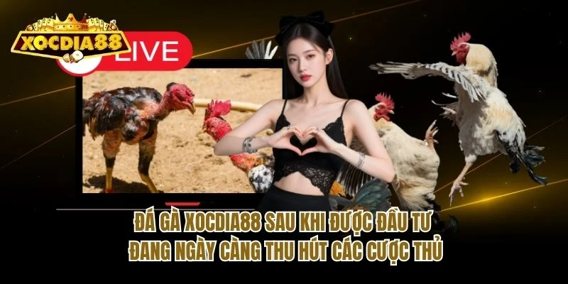 Đá gà Xocdia88 sau khi được đầu tư đang ngày càng thu hút các cược thủ Đá gà Xocdia88 sau khi được đầu tư đang ngày càng thu hút các cược thủ
