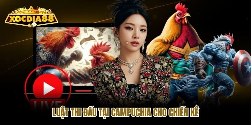 Luật thi đấu tại Campuchia cho chiến kê Luật thi đấu tại Campuchia cho chiến kê