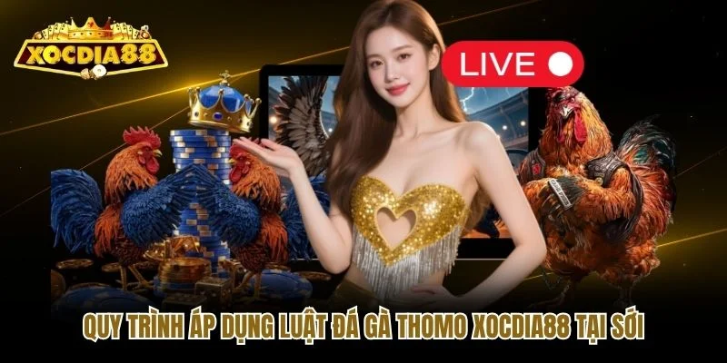 Quy trình áp dụng luật đá gà Thomo Xocdia88 tại sới
